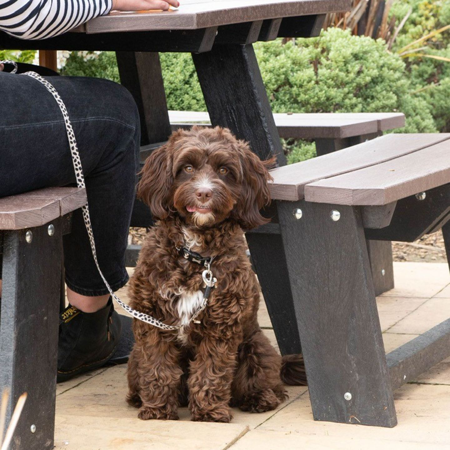 Your local dog friendly pub in Cirencester